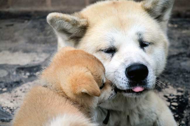 Akita Inu Hunde Wesen, Temperament, Erziehung, Pflege